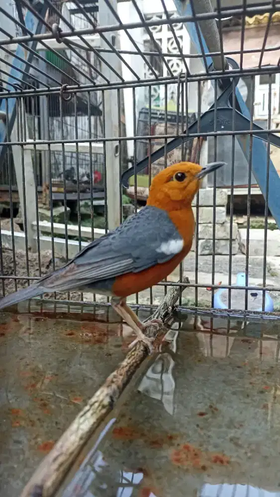 Anis merah belian jantan jual,tt