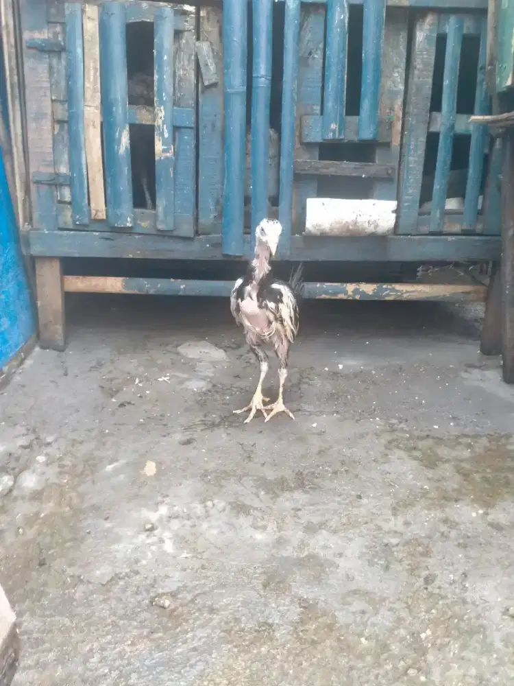 Anak ayam bngkok birma