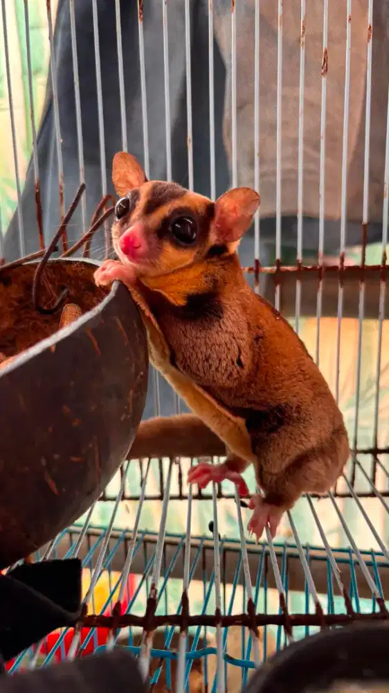 Jual aje ni SG Sugarglider