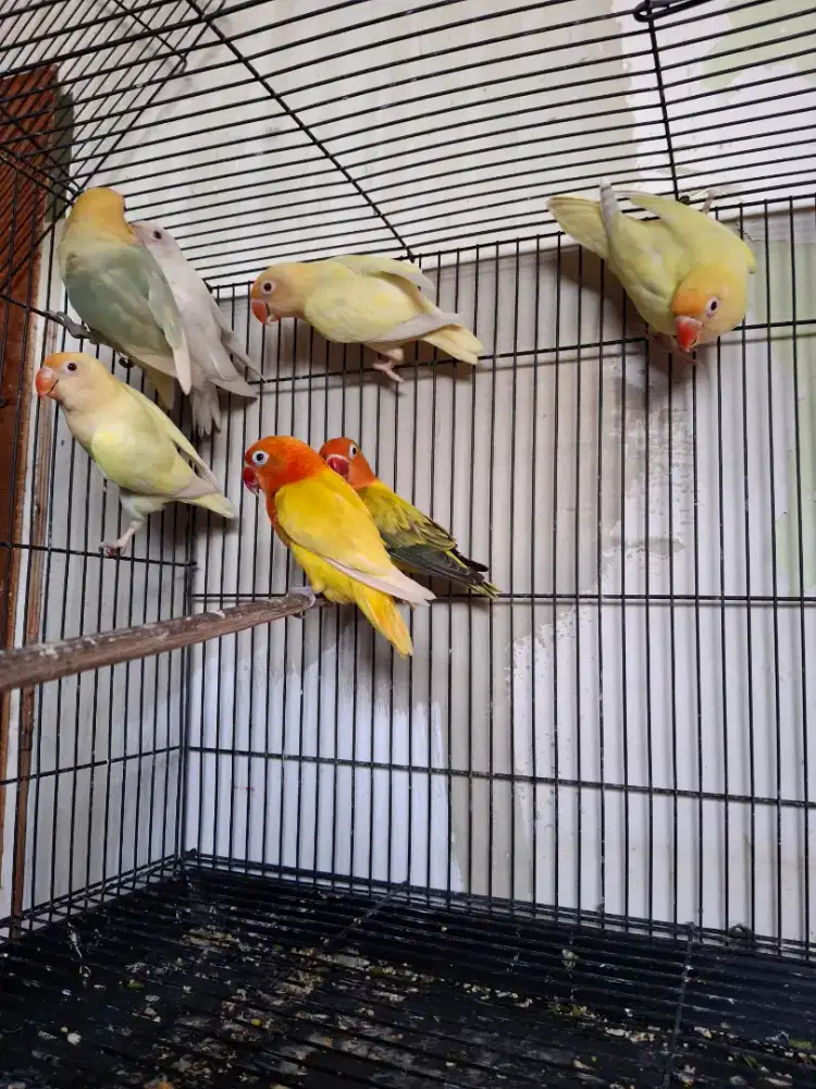 Lovebird warna usia dewasa muda