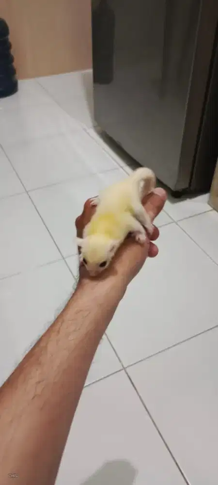 Sugar Glider Joey Leucistic
