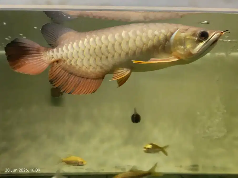 Arwana Golden Red