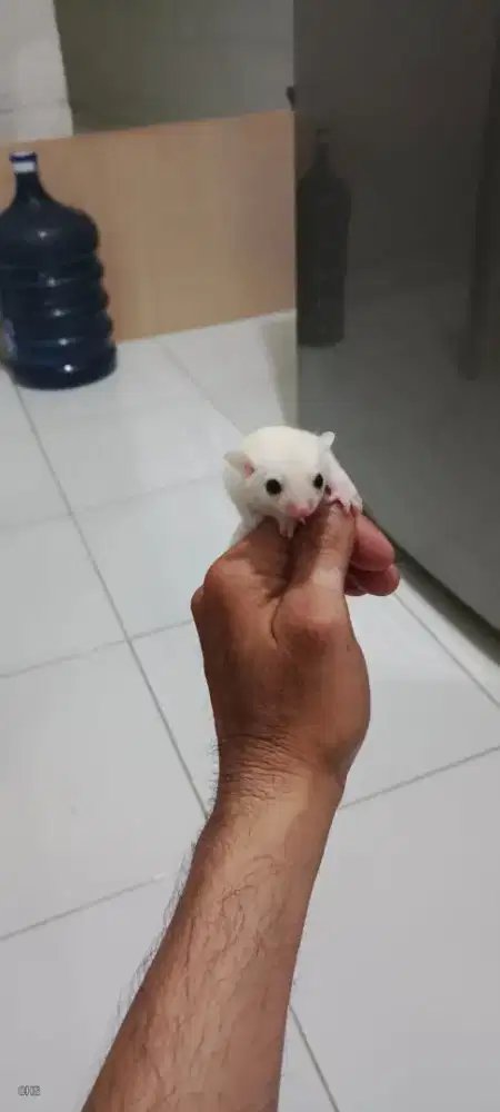 Sugar Glider Joey Leucistic