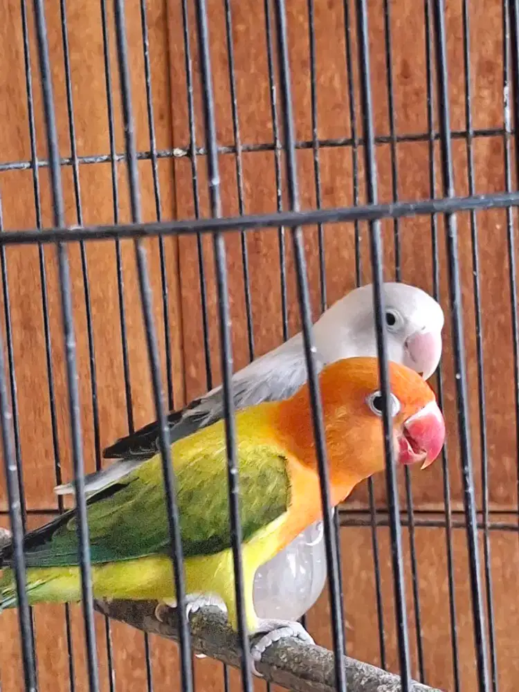 Lovebird indukan 1x produk dan aktif