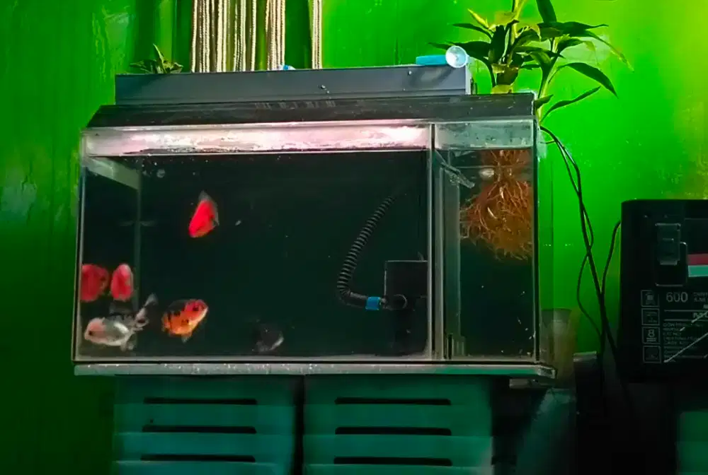 AQUARIUM 60x30x30