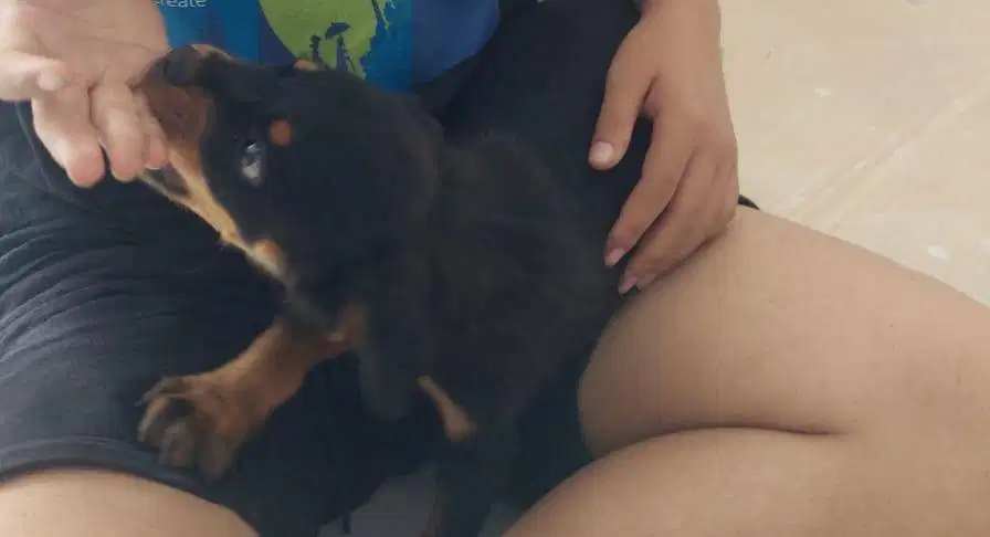Anjing rotweiler