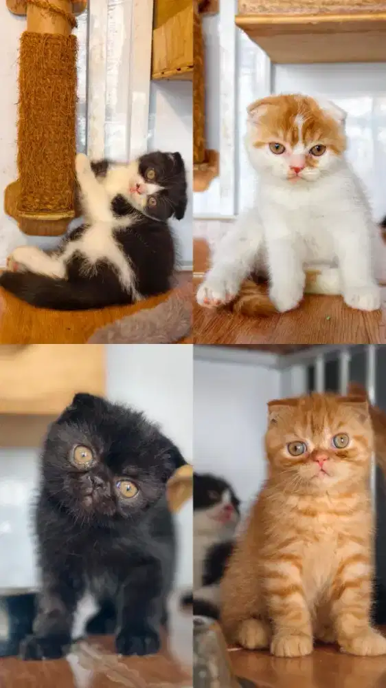 kucing scottish fold X exotic short hair