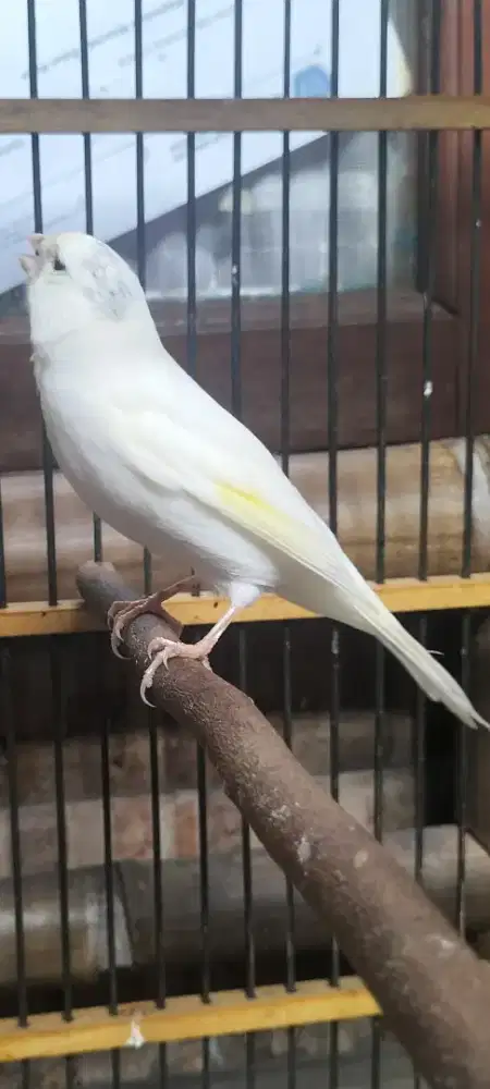 Burung afs big paud jantan udah bunyi postur big