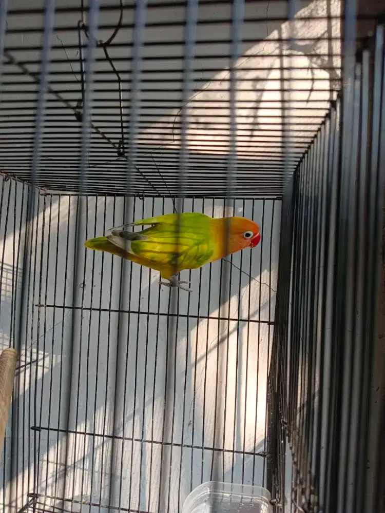Burung love bird
