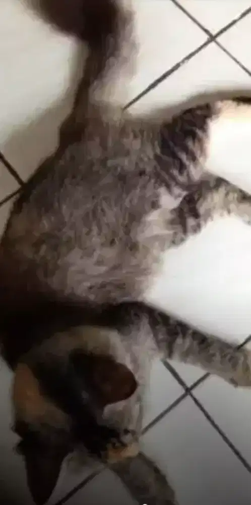 KUCING YANG ANAKNYA GOLD MARBLE