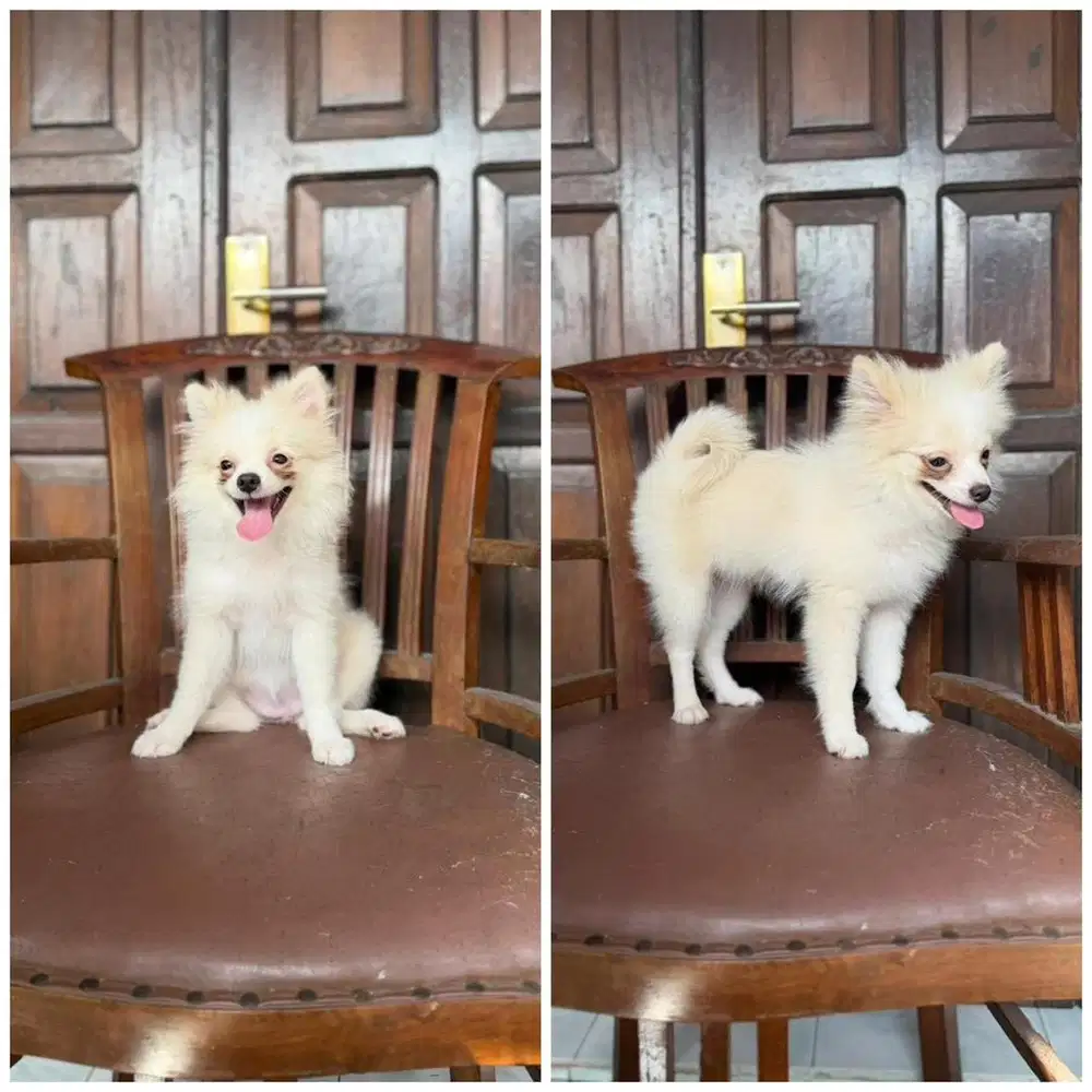 Minipom Betina 4bln stb vaksin