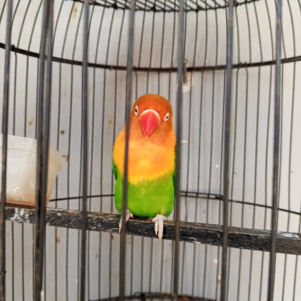 Burung lovebird