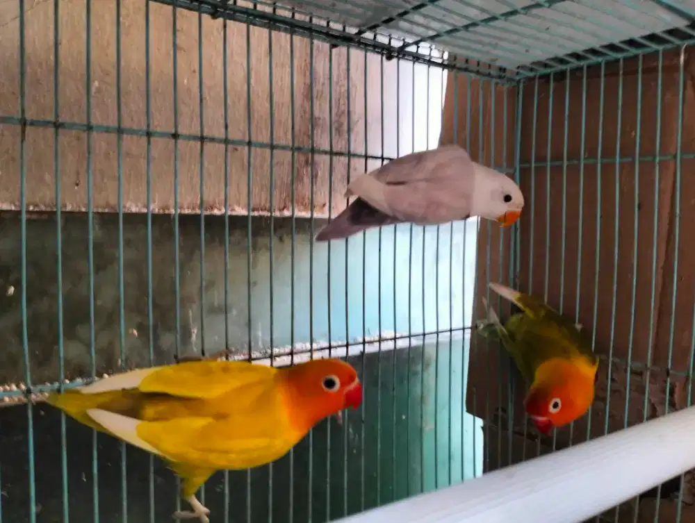 Lovebird (Sepaket)