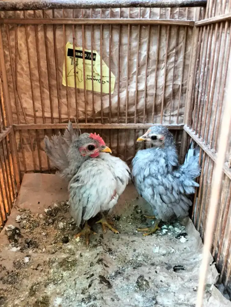 Ayam Serama Malaysia Warna Silver (Langka) Sepasang