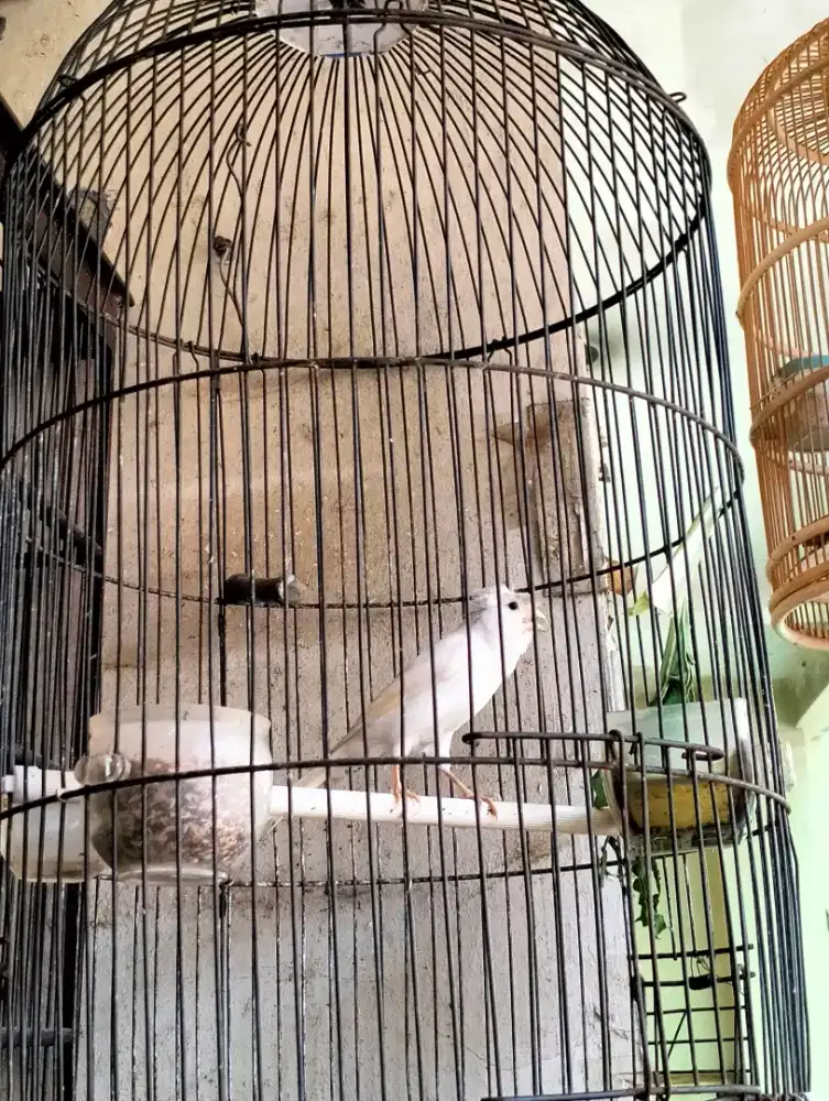 Kenari Jambul Putih Gacor Jantan