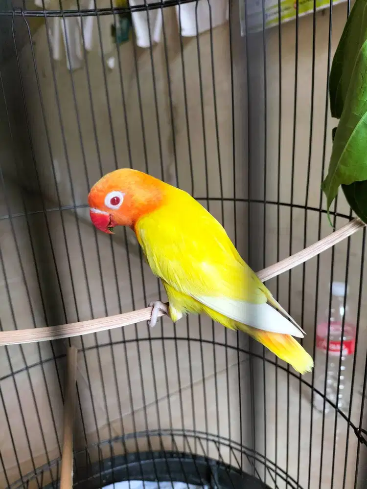 Lutino mata merah