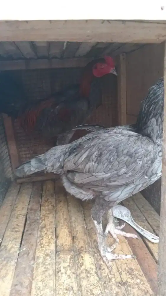 Ayam Bangkok Dedara Sepasang