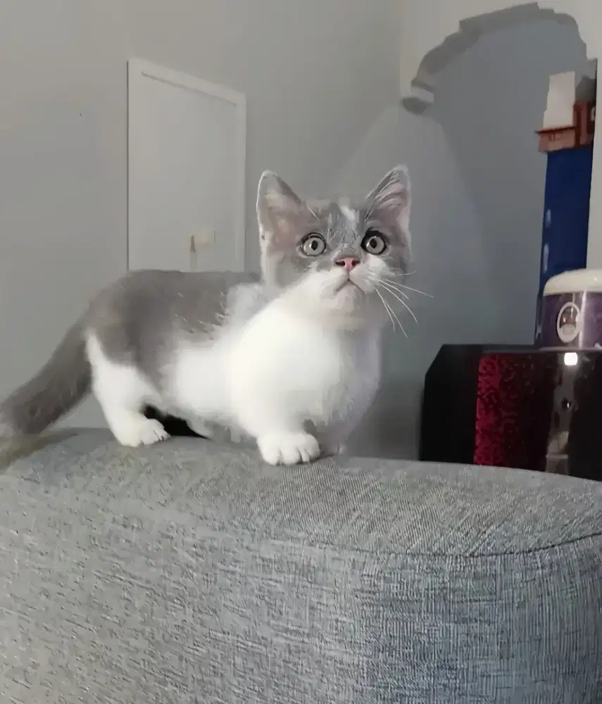 MUNCHKIN BSH BICOLOUR