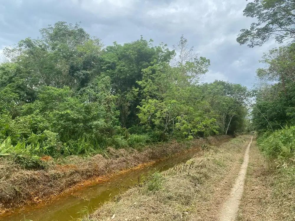 Di jual tanah dan Kebun Karet 8,5 hektar SHM nego