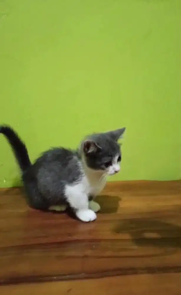 Kucing Munchkin Betina
