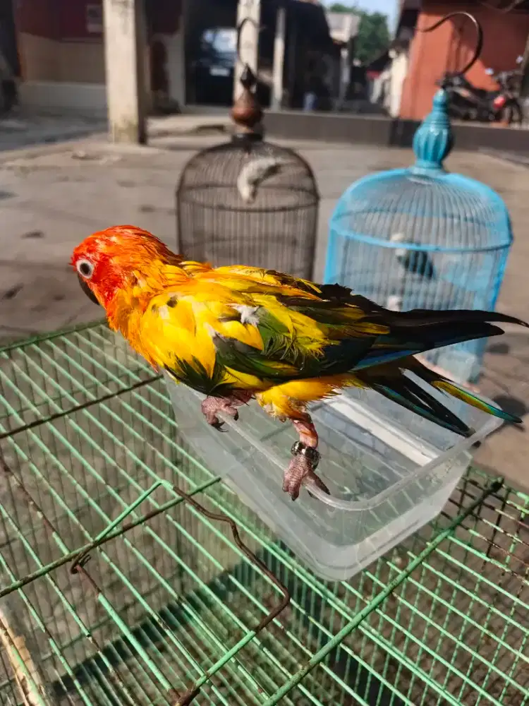 Burung SUNCONURE jinak