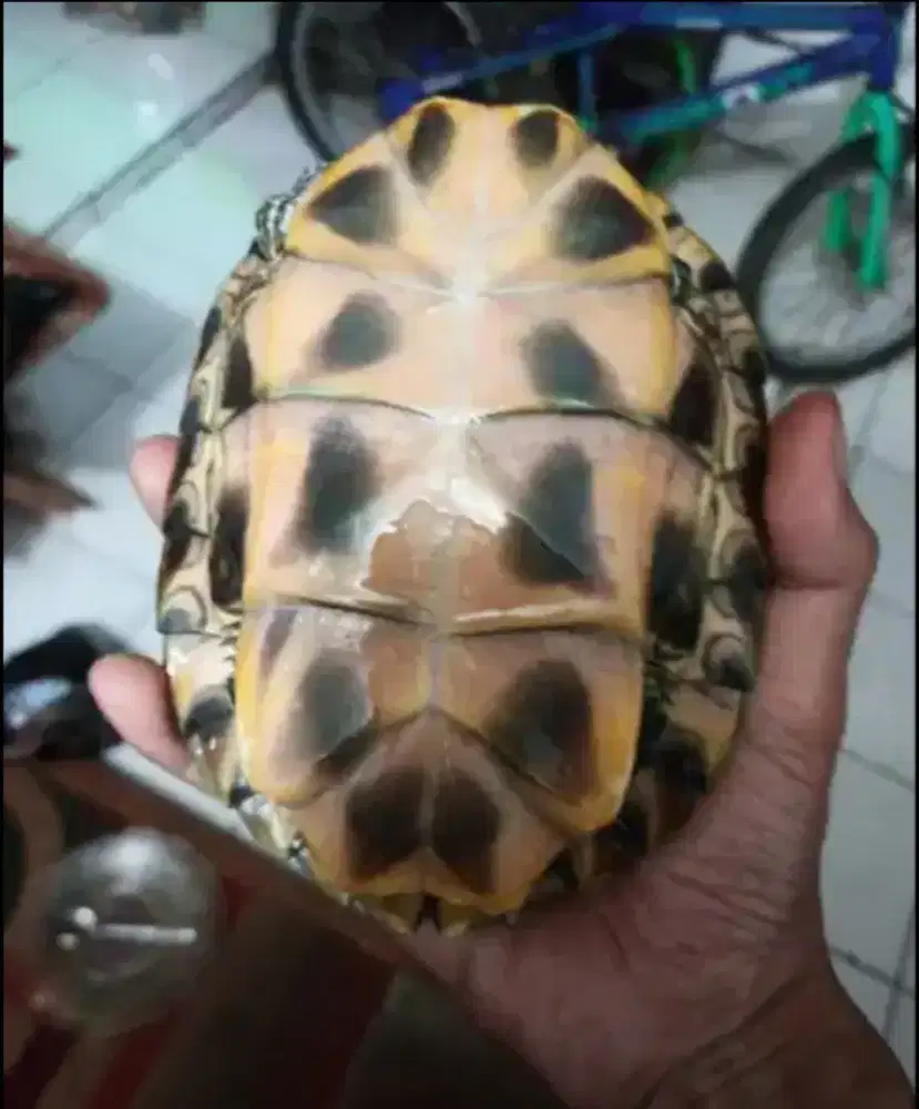 kura kura brazil medium