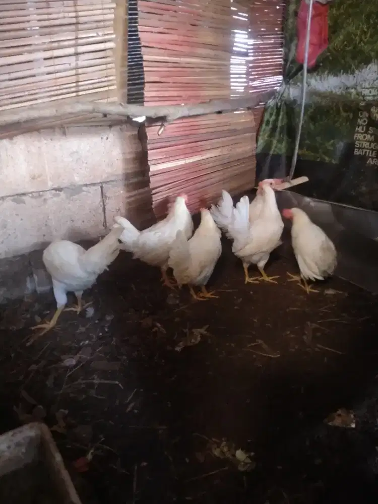 Ayam petelur white leghorn