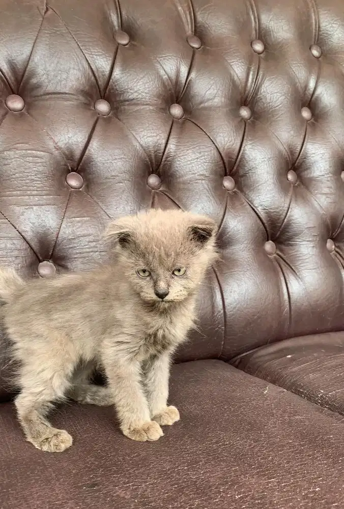 Kitten Scottish Fold Betina