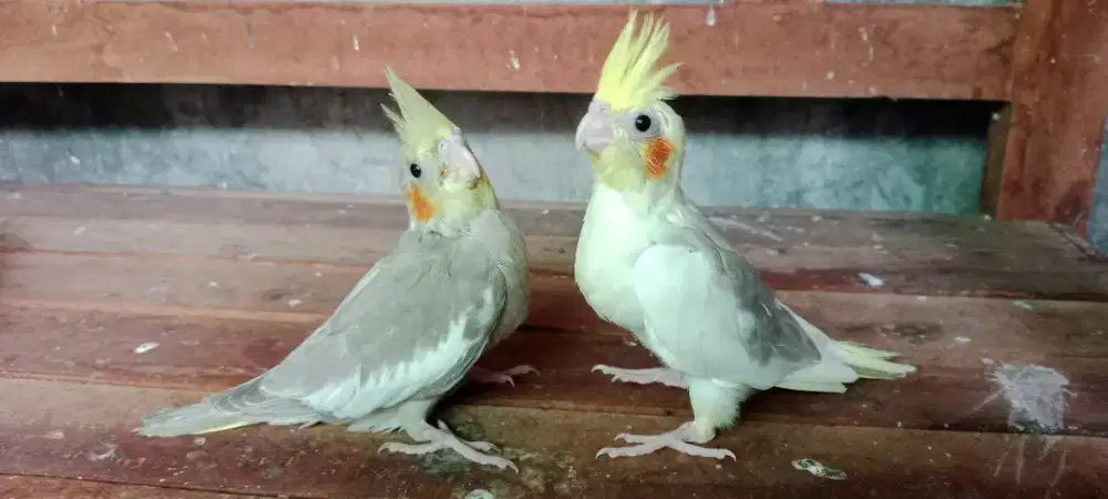 Burung falk lolohan respons spet