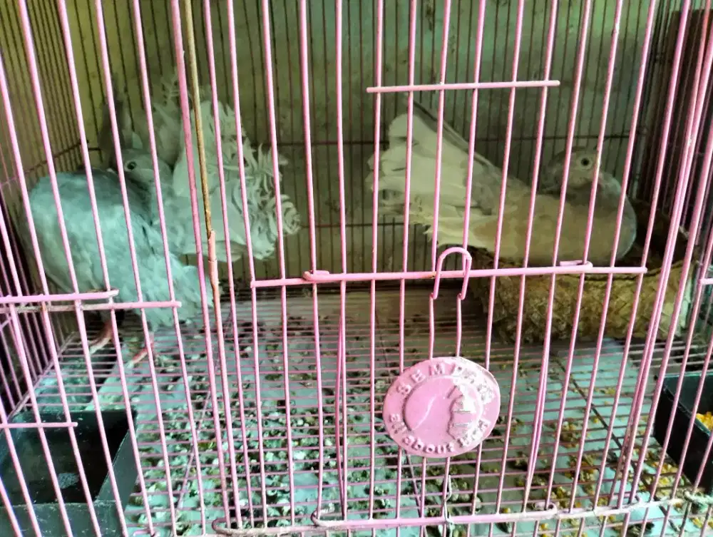 Merpati Indian Fantail warna Silver Langka Sepasang