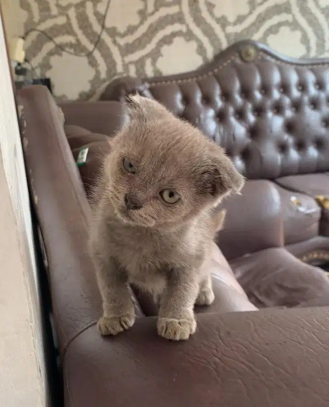Kitten Scottish Fold Betina