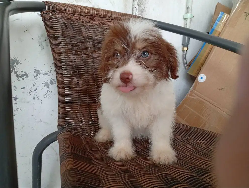 Anakan Anjing Maltipoo x Lokal