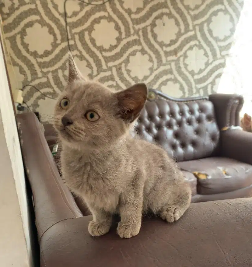 Kitten BSH Jantan