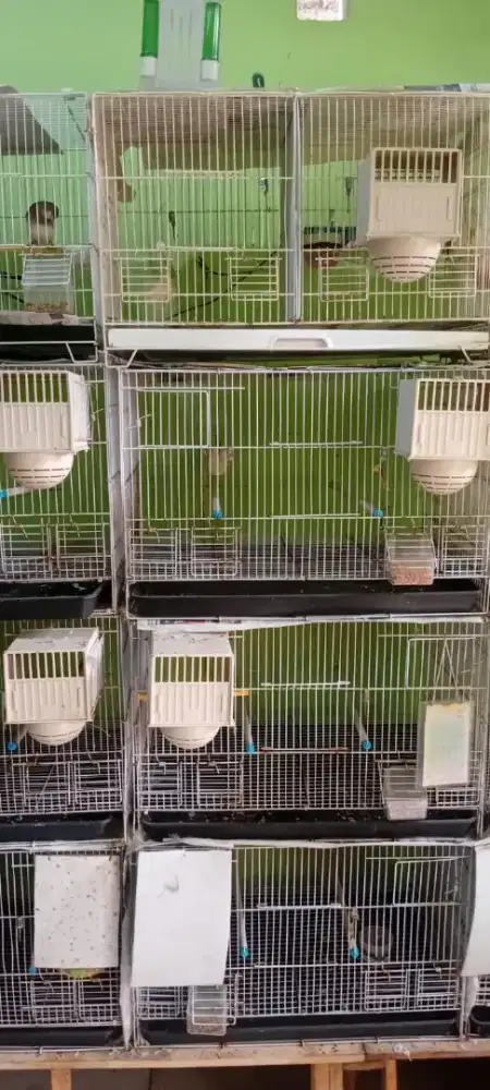 Kadang ternak kenari & Finch