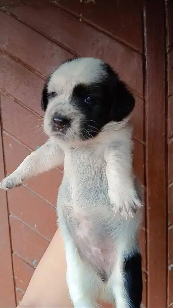 Jual Anak Beagle mix Corgi