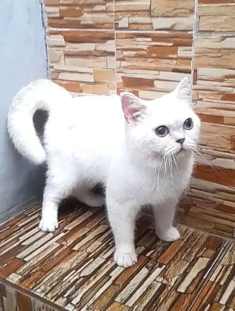 British shorthair silver
