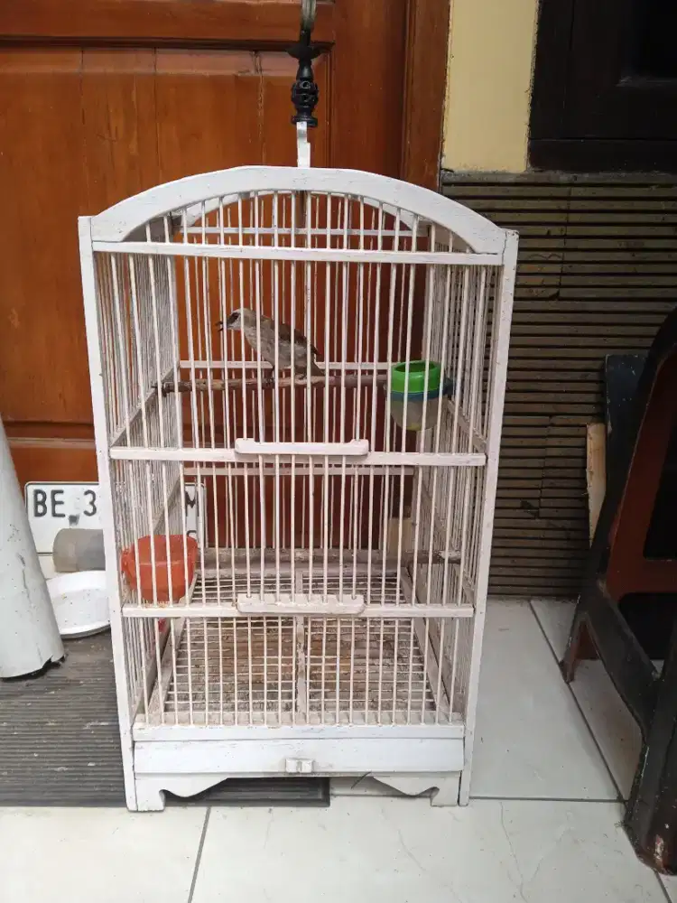 Burung krucukan gasor masih muda ga ada minusnya