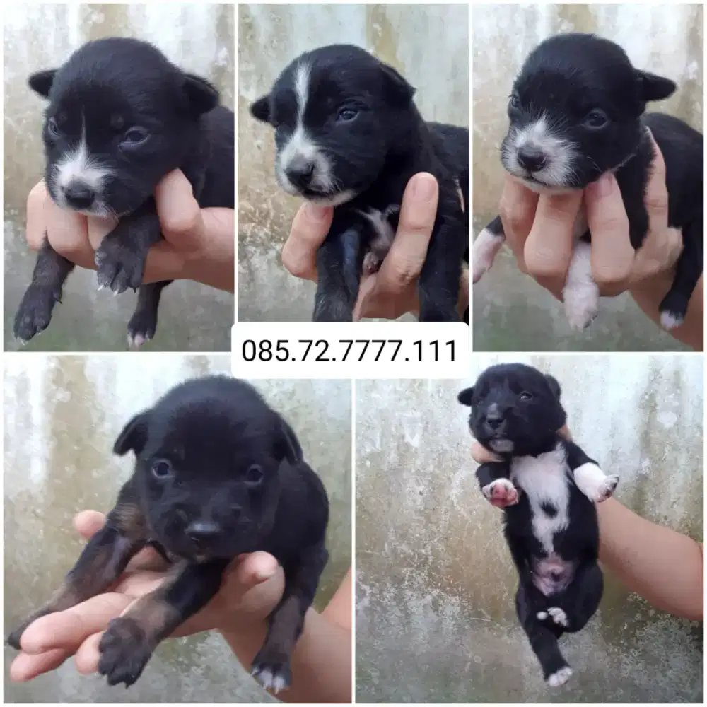 Open adopt!! gantikan uang makan (minat serius WA no di foto)