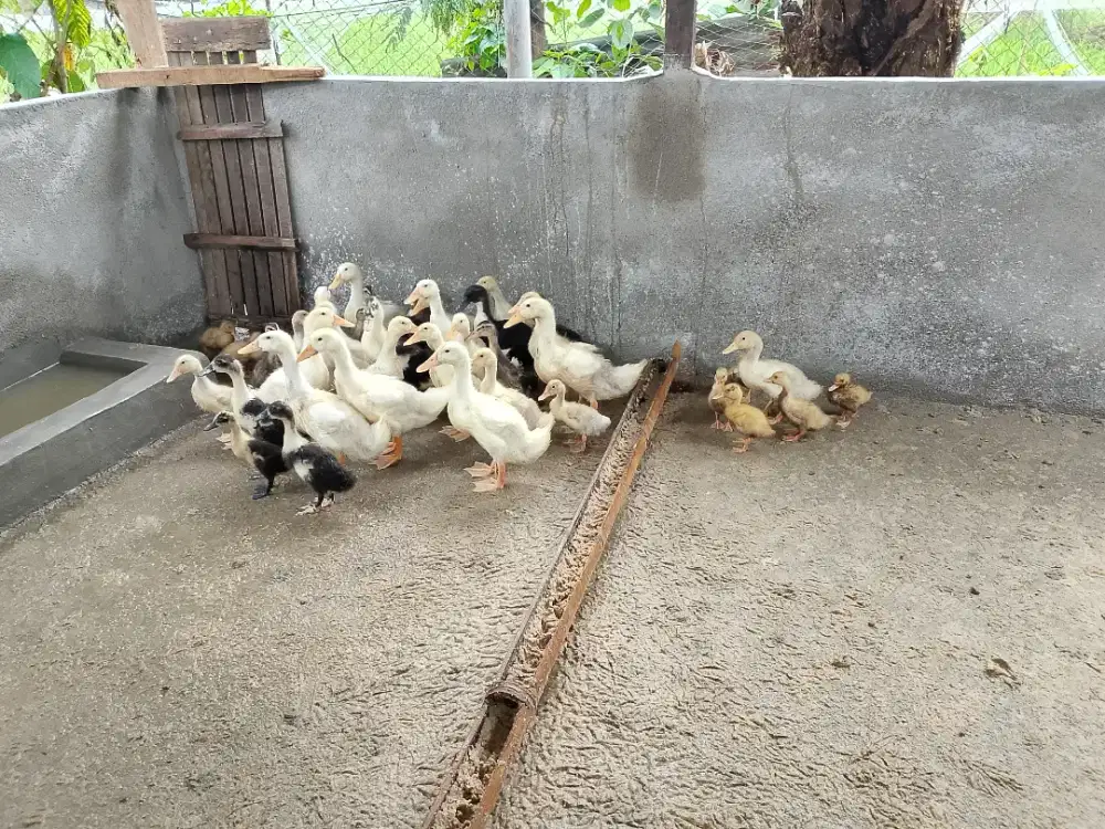 Anak bebek Peking dan lokal