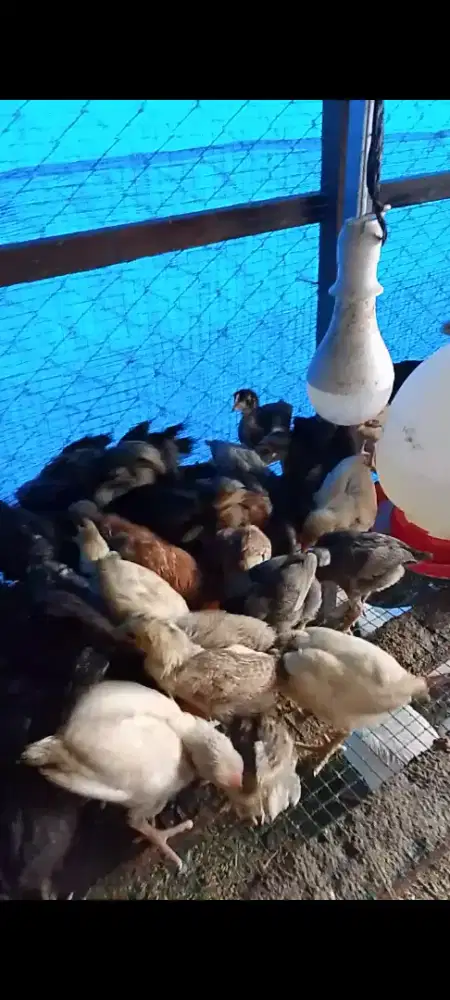 Anak ayam kampung