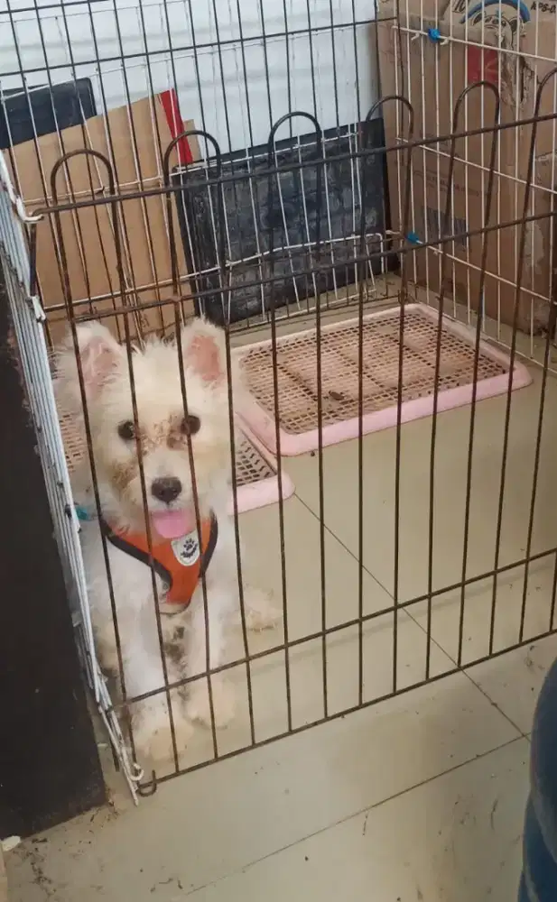 Ganti Pakan Anjing Shitpom Lucu Nett