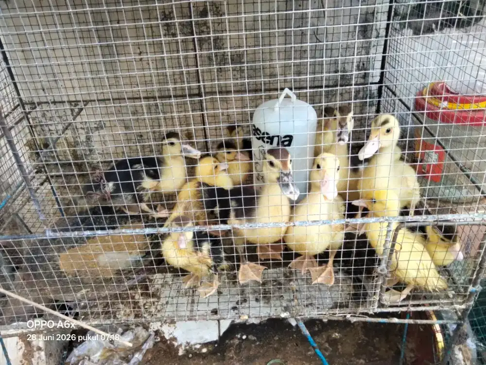 Anak'an mentok total 13 ekor