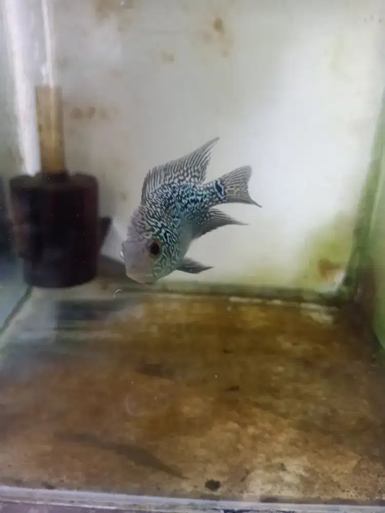 Ikan lohan cencu 4 ekor plus 5 aquarium