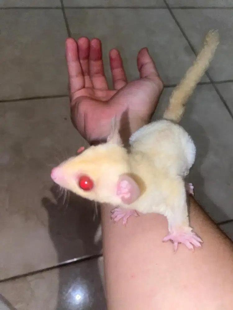 sugar glider creamino