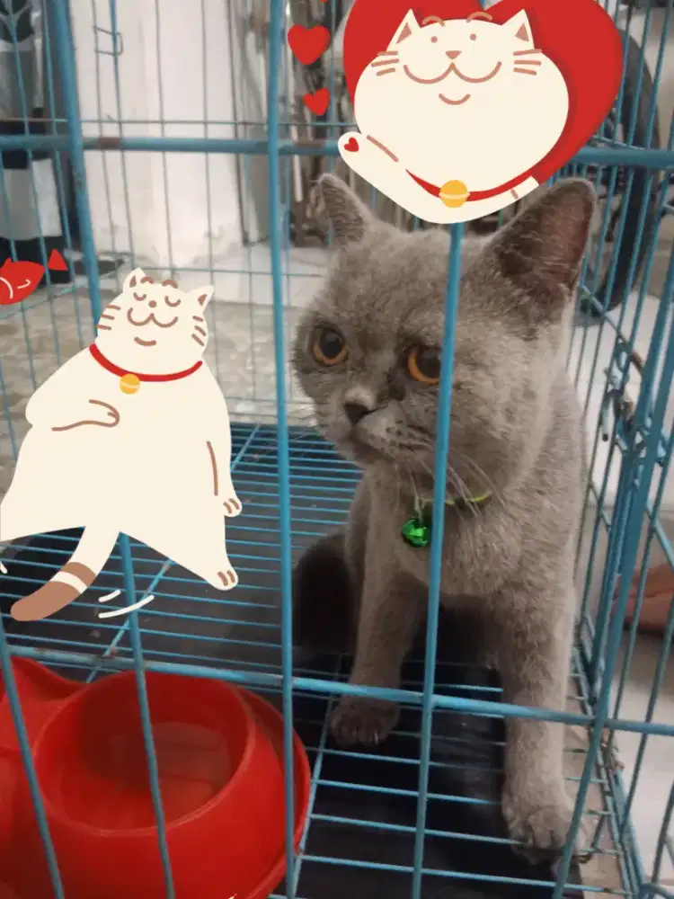 jual kucing british short hair, bisa nego