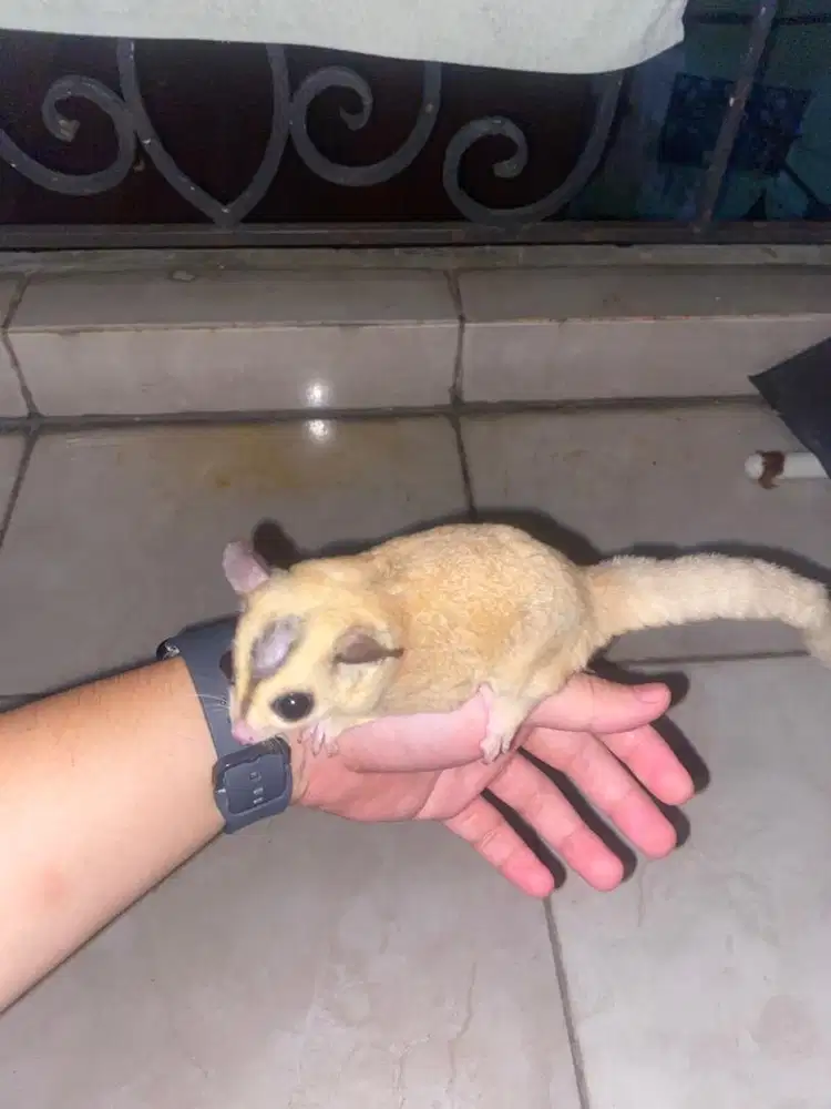 sugar glider platinum mozaik