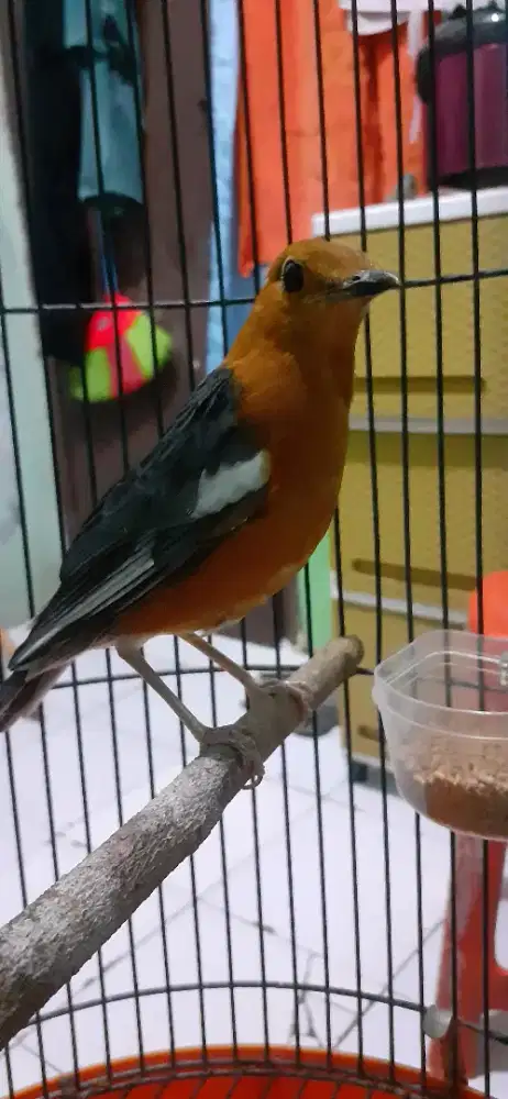 Anis merah gacor