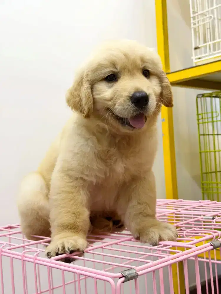 DIJUAL ANJING GOLDEN RETRIEVER
