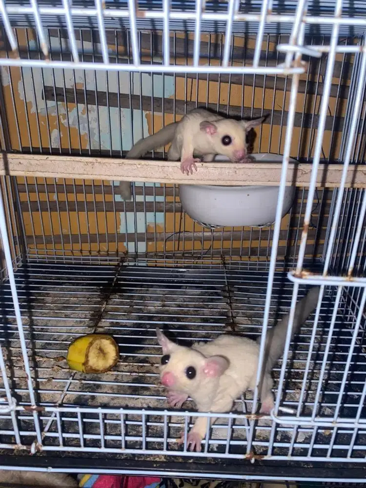sugar glider leucistik