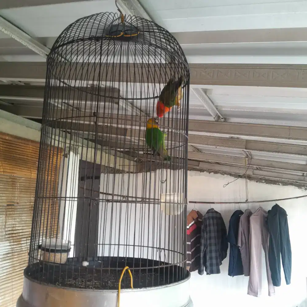Burung love bird ijo